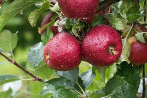 Apple (Malus domestica 'Gusto'), Bundessorteamt, testing centre Wurz, Germany