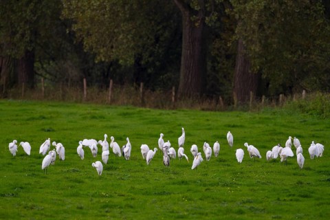 Great Egret & Grey Heron (Ardea alba & Ardea cinerea), North Rhine-Westphalia, Germany