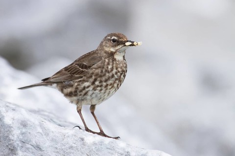 Eurasian Rock Pipit (Anthus petrosus), Irland