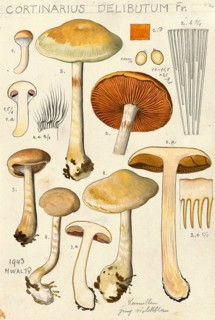 Mushroom, fungi, blue-leaved or purple-leaved slime mould, Cortinarius delibutus, authentic