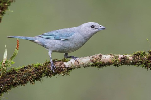Sayaca Tanager (Thraupis sayaca) perched on a branch in the Atlantic rainforest of southeast Brazil