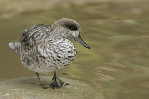 Marbled Duck (Marmaronetta angustirostris), California, USA