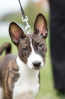 Adorable small basenji puppy taking a leisurely walk with his owner, showcasing his lively and