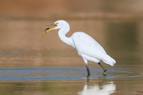 Western Reef Heron (Egretta gularis) eating a fish, Eilat, Israel