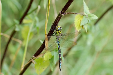 Southern Hawker (Aeshna cyanea), colourful, twig, Germany