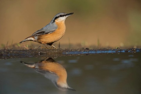 Eurasian Nuthatch (Sitta europaea), Aosta Valley, Italy