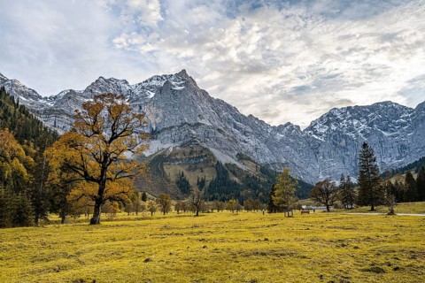 Maple tree with autumn leaves, autumn landscape in Rißtal with Spritzkarspitze, Großer Ahornboden,