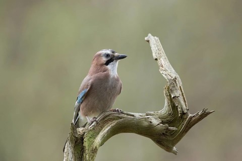 Eurasian Jay (Garrulus glandarius) perched on an old dry branch, North Rhine-Westphalia, Germany