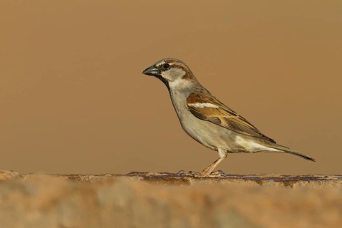 House Sparrow - Haussperling - Passer domesticus ssp. tingitanus, adult male, Morocco