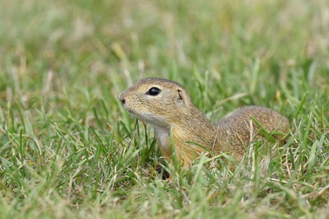 European ground squirrel (Spermophilus citellus) in a meadow, Burgenland Austria