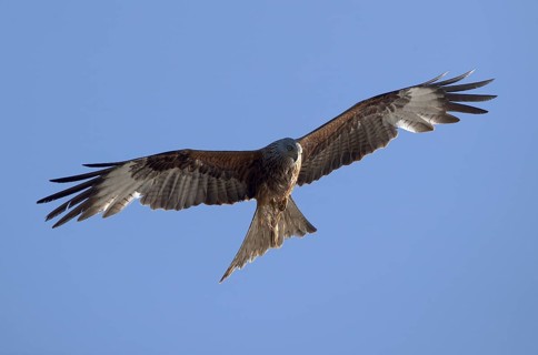 Red Kite (Milvus milvus) flying against blue sky, Mecklenburg-Western Pomerania, Germany