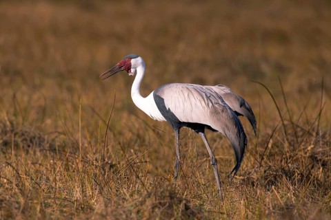 Africa, Botswana, Wattled Crane, Grus carunculatus, Botywana