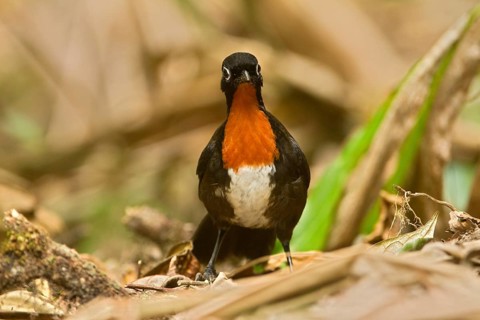 Chowchilla (Orthonyx spaldingii) female, Queensland, Australia