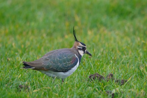 Northern Lapwing (Vanellus vanellus), Netherlands
