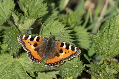Small tortoiseshell butterfly (Aglais urticae) adult insect on a Stinging nettle (Urtica dioica)