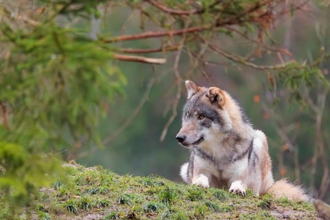 An adult male grey wolf (Canis lupus lupus) rests in a meadow under a spruce tree on a hill