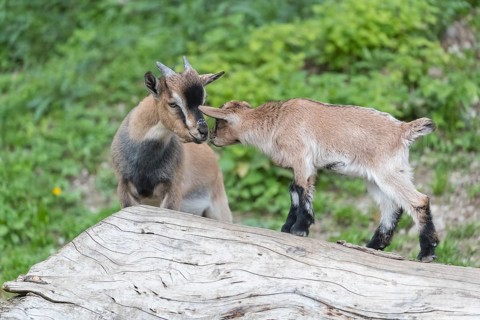 One young and one newborn Pygmy goat, Capra hircus, playing on a log with some green grass in the