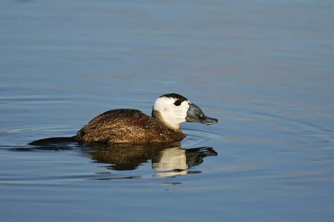 White-headed Duck (Oxyura leucocephala) male, Murcia, Spain