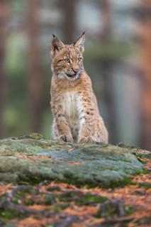 One young Eurasian lynx, (Lynx lynx), sitting on a rock in a forest. Early morning light at sunrise