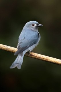 Ashy Drongo (Dicrurus leucophaeus), Sabah, Malaysia