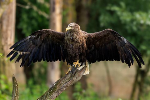 An eagle with open wings sitting gracefully on a branch, white-tailed eagle (Haliaeetus albicilla),