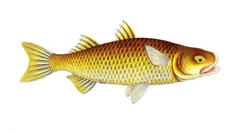 Fish, Fish, Mugil plumieri, Weitmund, Plumier's mullet, Historical, digitally restored reproduction