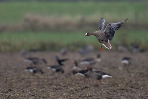 White-fronted goose (Anser albifrons), Texel, Netherlands