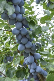 Plum (Prunus domestica 'Tophit'), LVG Erfurt, Erfurt, Thuringia, Germany