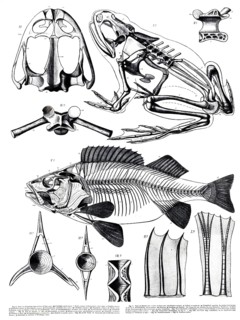 Animal kingdom, anatomy, skeleton structure of frog and fish, perch, reproduction of a historical