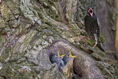 Common Starling (Sturnus vulgaris) feeding chicks in nest with a cherry, Hungary
