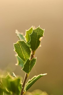 Kermes oak (Quercus coccifera) growing at Mount "La Talaia del Montmell" at evening, Catalonia,