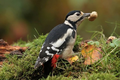 Great Spotted Woodpecker (Dendrocopos major) female, Bavaria, Germany