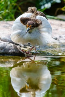 A bird with a reflective image in the water, ruff (Calidris pugnax, Syn.: Philomachus pugnax),