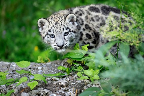 Snow leopard (Uncia uncia), young, sitting on rocks, alert, curious, portrait, endangered species,