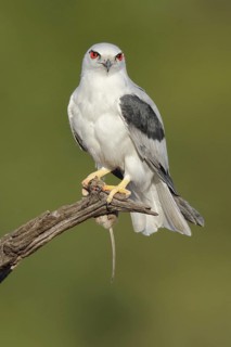 Black-shouldered Kite (Elanus axillaris), Western Australia, Australia