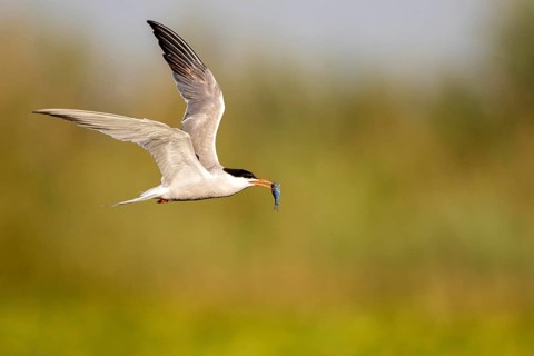 Common Tern (Sterna hirundo) flying with fish prey in beak, Danube Delta, Romania