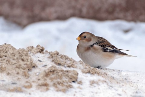Snow Bunting (Plectrophenax nivalis) female, Eyafjardarsveit, Iceland