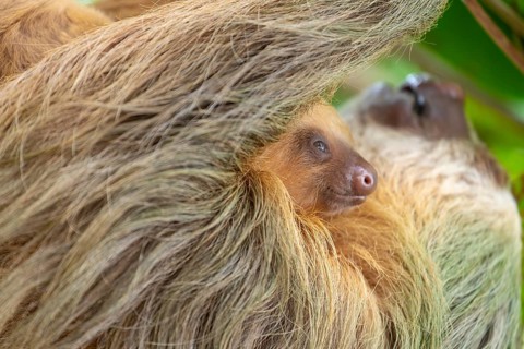 Daytime, two toed sloth (Choloepura hoffmanni) with baby on belly hanging in almond tree. Cahuita