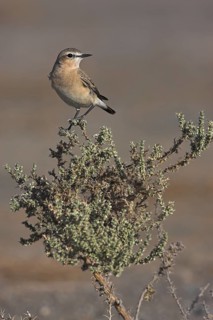Isabelline Wheatear (Oenanthe isabellina), Oman