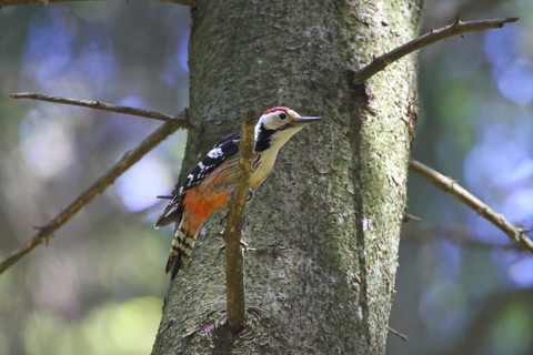 White-Backed Woodpecker (Dendrocopos leucotos) male perched on a branch, Baden-Wuerttemberg,
