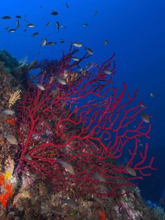 Violescent sea-whip (Paramuricea clavata)