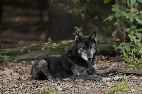 Mackenzie valley wolf (Canis lupus occidentalis), captive, occurring in the USA and Canada