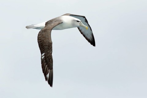 Shy Albatross (Thalassarche cauta) flying, Victoria, Australia