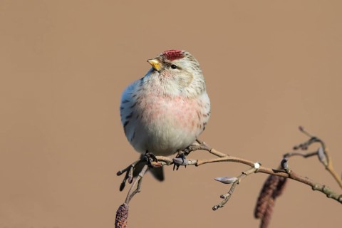 Arctic Redpoll (Acanthis hornemanni) perched on a branch, Netherlands