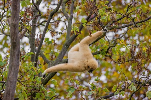 A White-handed gibbon, Hylobates lar, climbs in a tree