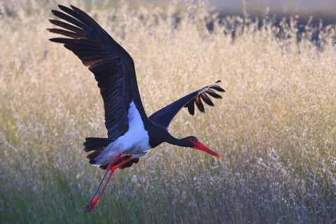 Black Stork (Ciconia nigra) flying, Greece