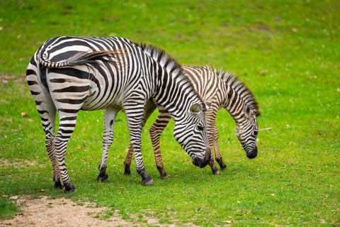 Plains zebra (Equus quagga) mother and foal standing on a meadow, Germany