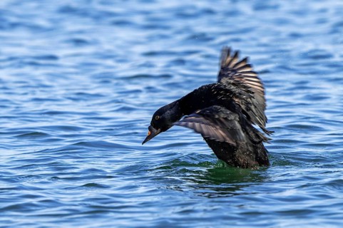 Common scoter (Melanitta nigra) adult male sea duck, seaduck swimming and flapping wings along the