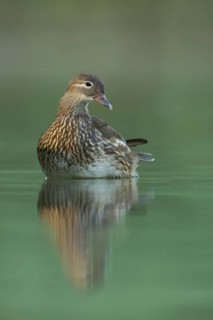 Mandarin Duck (Aix galericulata) female, St. Gallen, Switzerland