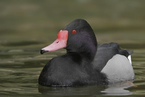 Rosy-billed Pochard (Netta peposaca) male, Arizona, USA